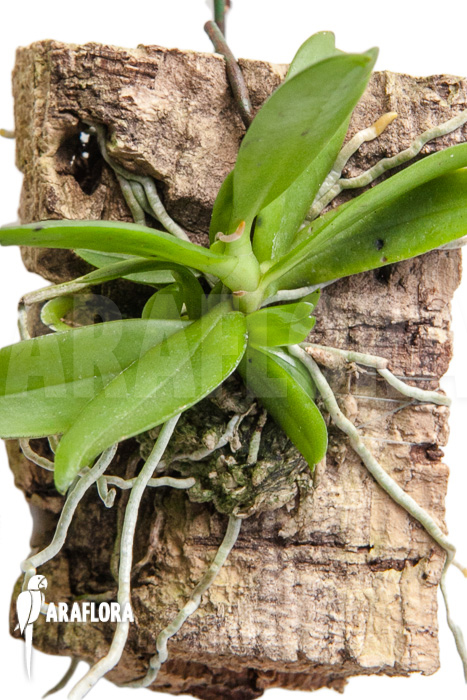 Mystacidium hariotiana