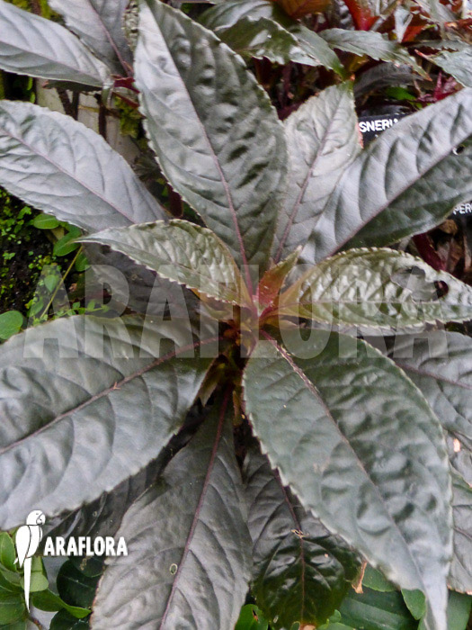 Nautilocalyx lynchii