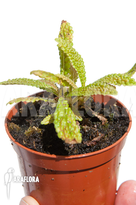 Nautilocalyx pemphidius