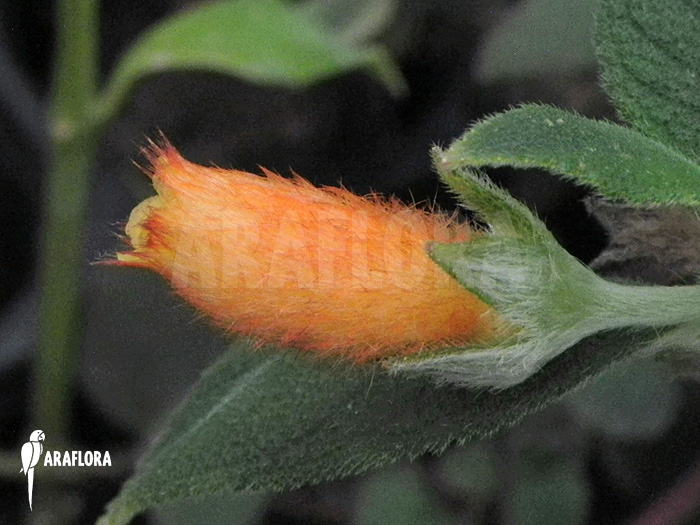Nematanthus species C ‚Brazil‘