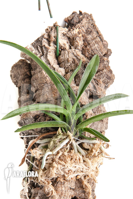 Neofinetia falcata