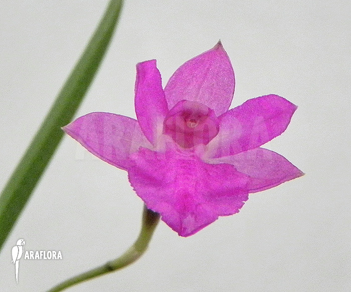 Neolauchea pulchella ‚Isabelia pulchella‘