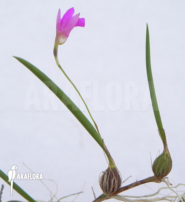 Neolauchea pulchella ‚Isabelia pulchella‘