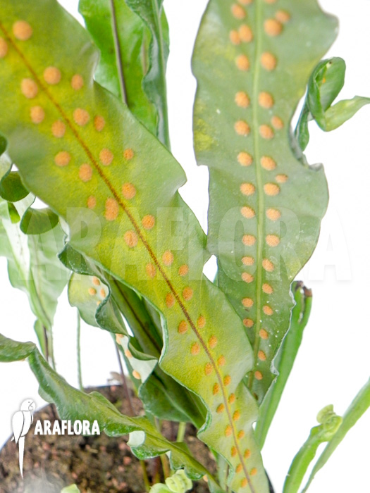 Neolepisorus lancifolius