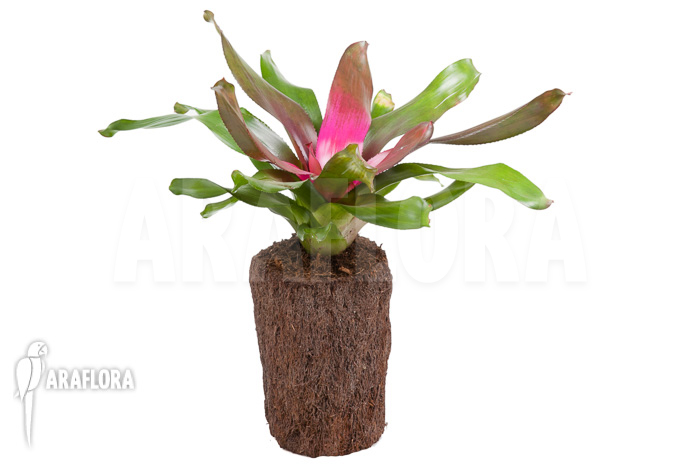 Neoregelia ‚Purple‘