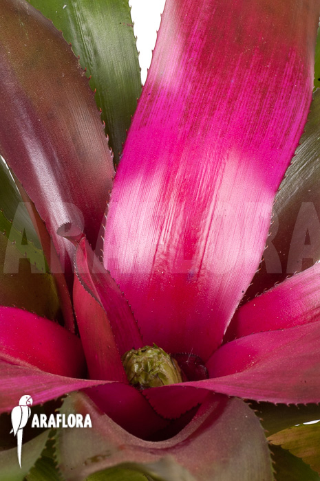 Neoregelia ‚Purple‘