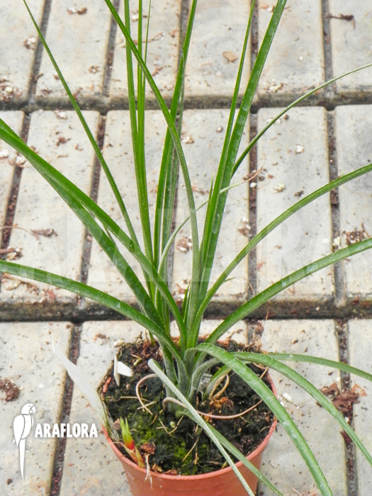 Neoregelia ‚Abendrothae‘