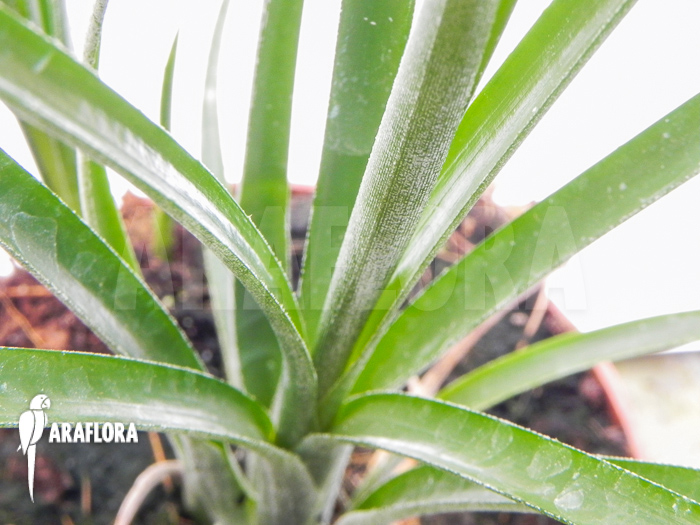 Neoregelia ‚Abendrothae‘