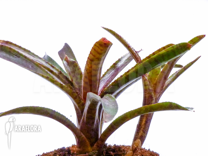Neoregelia ampullacea ‚Red Clone‘