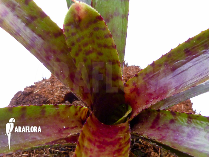 Neoregelia ampullacea ‚Red Clone‘
