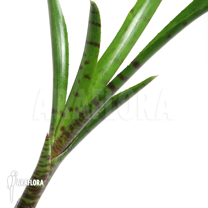 Neoregelia ampullacea ‚Big Tiger B‘