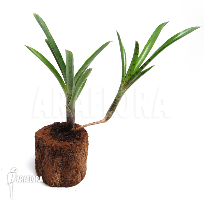 Neoregelia ampullacea ‚Big Tiger B‘