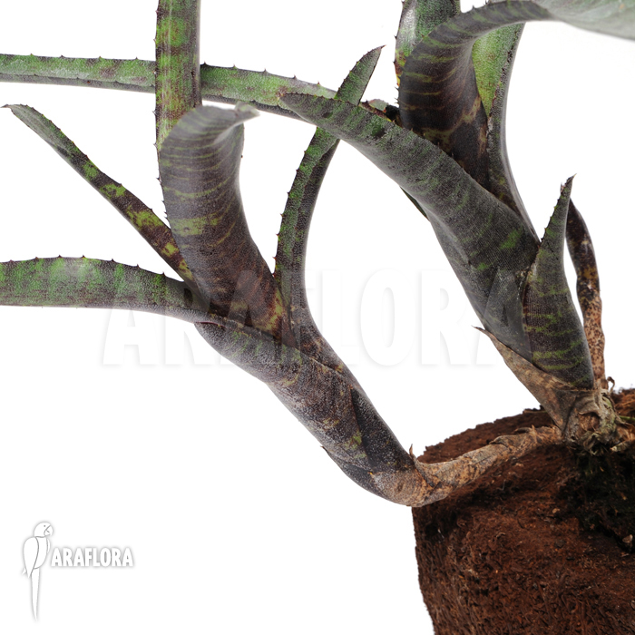 Neoregelia ampullacea ‚Red Clone‘