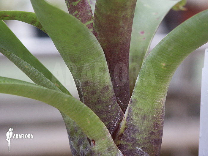 Neoregelia camorineana