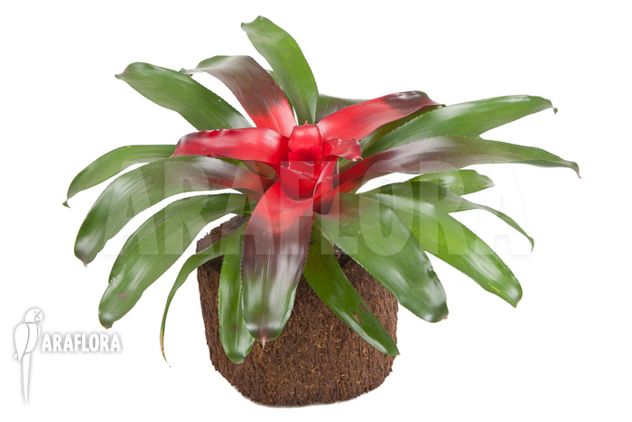 Neoregelia carolinae ‚Meyendorf‘