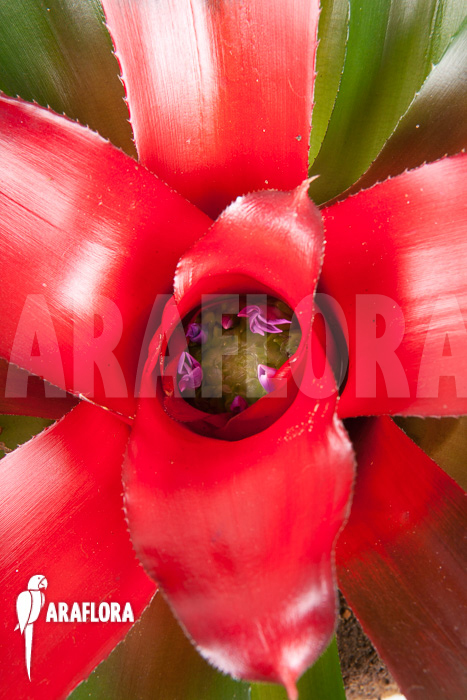 Neoregelia carolinae ‚Meyendorf‘