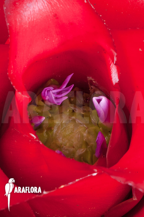 Neoregelia carolinae ‚Meyendorf‘