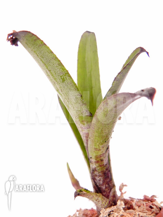 Neoregelia dungsiana ‚Starter‘