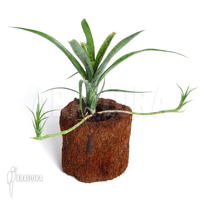 Neoregelia pauciflora