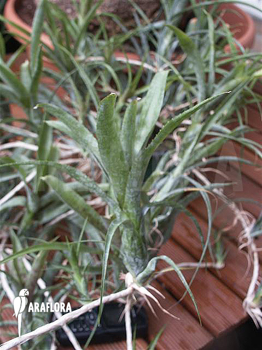 Neoregelia pauciflora