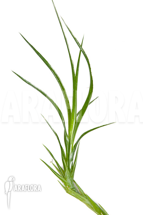 Neoregelia pauciflora ‚Starter‘