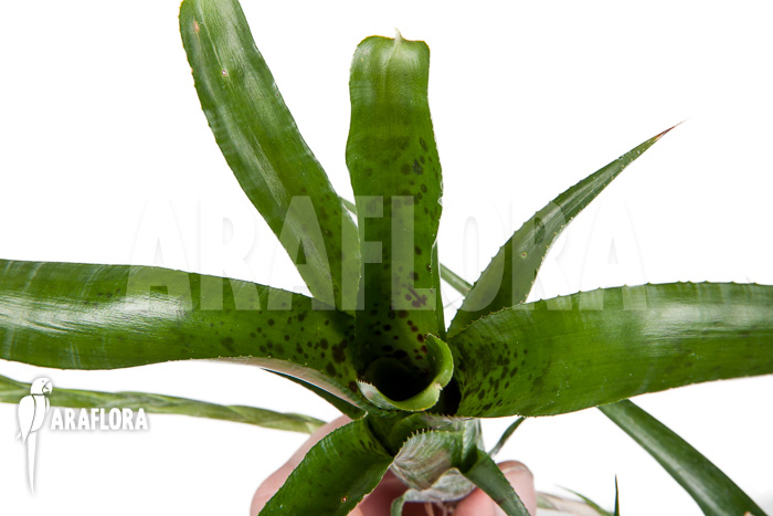 Neoregelia pauciflora ‚Starter‘