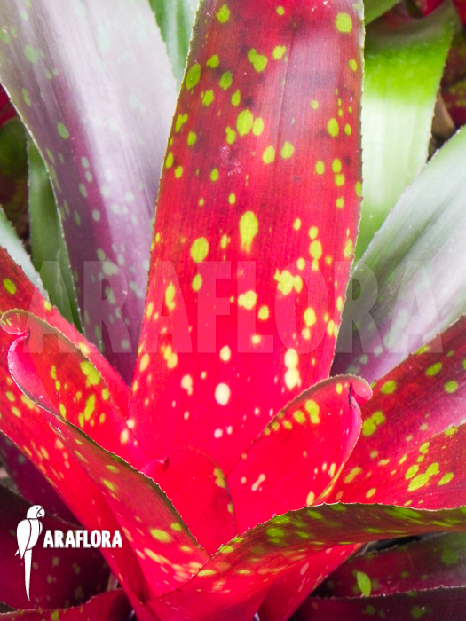 Neoregelia-royal-burgundy-x-fireball-x-close-1