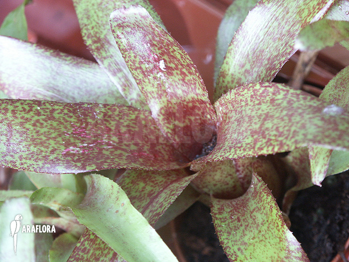 Neoregelia x ‚Atlantis‘
