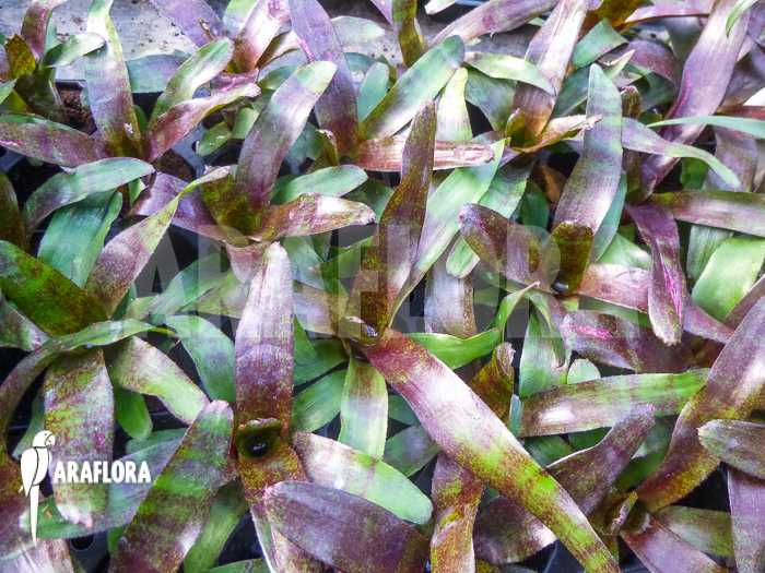 Neoregelia x ‚Atlantis‘