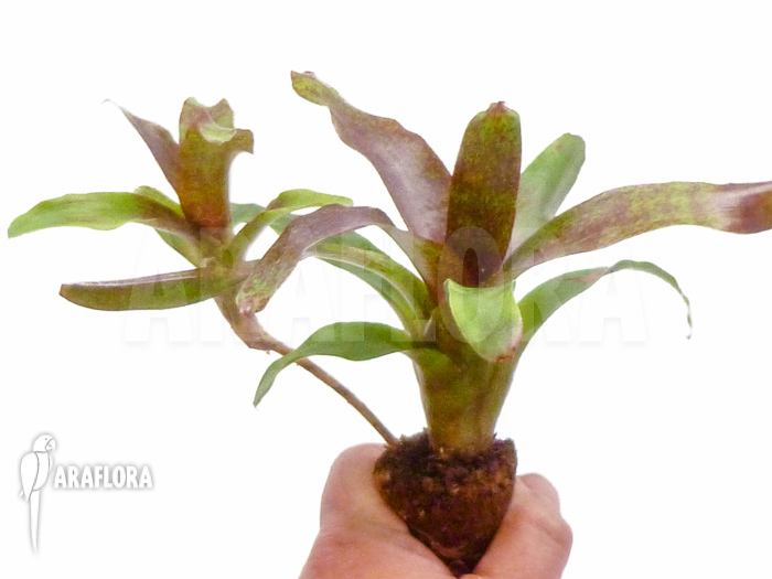 Neoregelia x ‚Atlantis‘ Starter