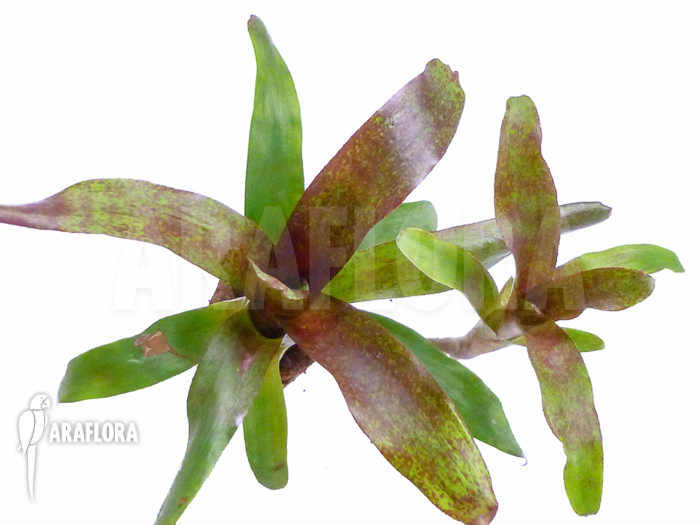 Neoregelia x ‚Atlantis‘ Starter