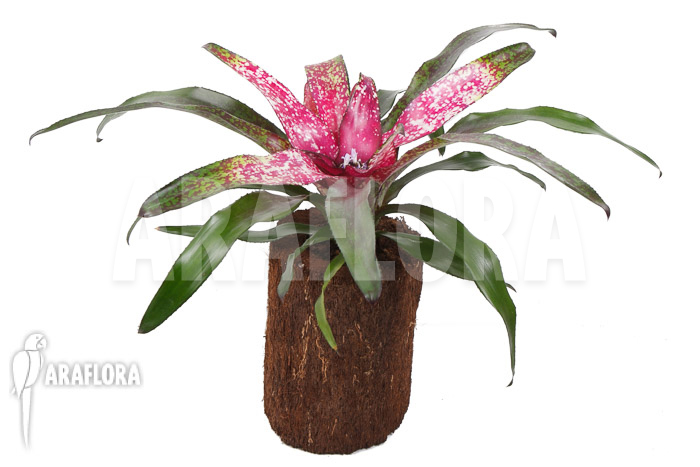 Neoregelia x ‚Pink Dots‘