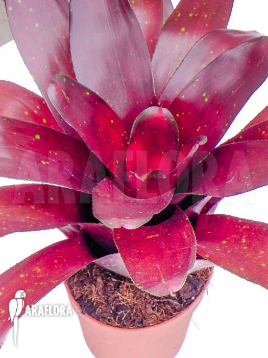 Neoregelia x Royal Burgundy