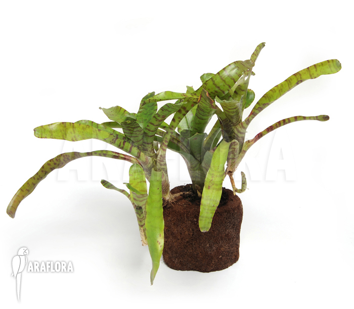 Neoregelia x ‚Tiger Cub‘