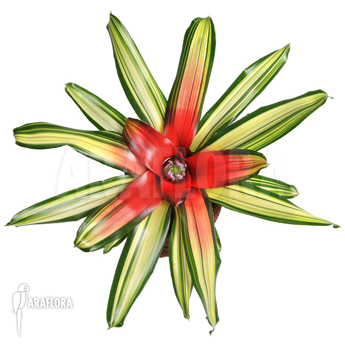 Neoregelia x ‚Mme van Durme‘