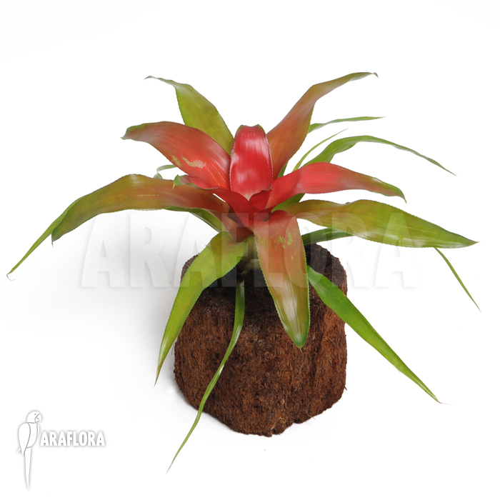 Neoregelia x ‚Super Red‘