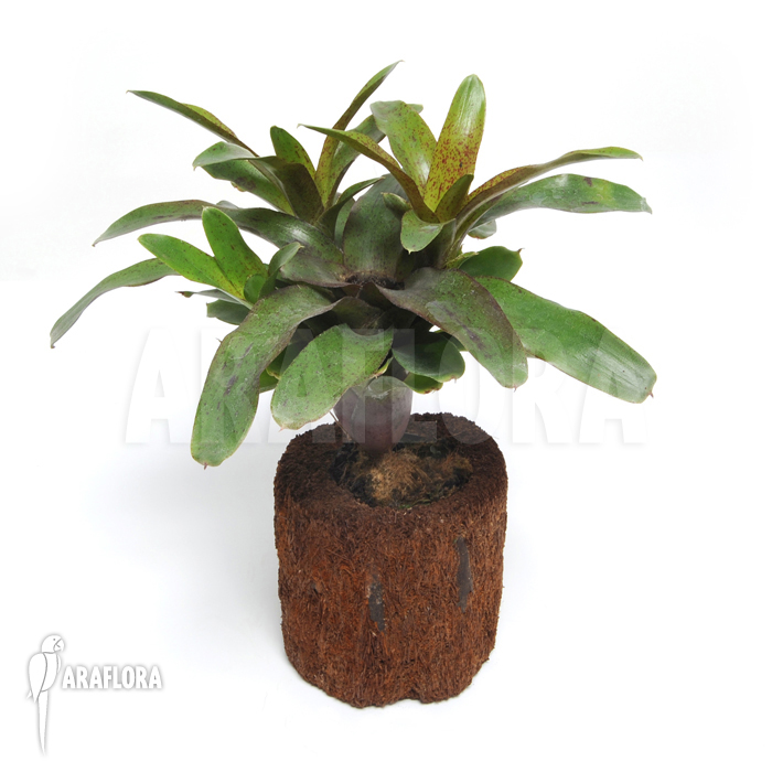 Neoregelia x ‚Species Colombia‘