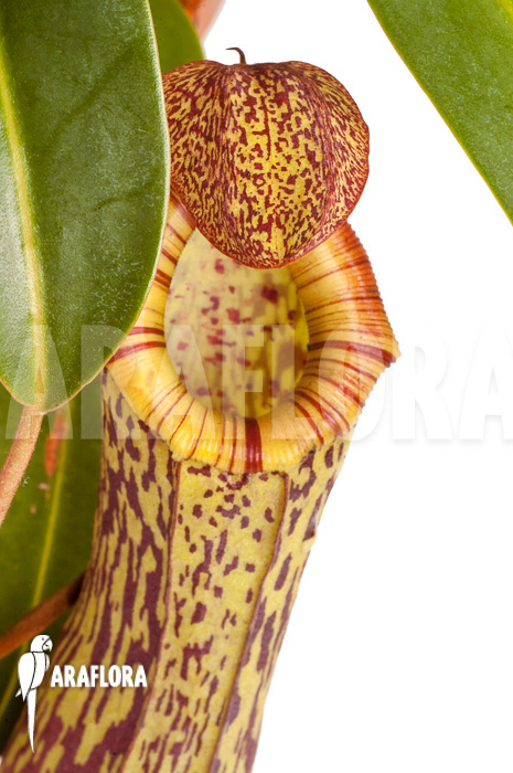 Nepenthes ‚Art Vogel‘