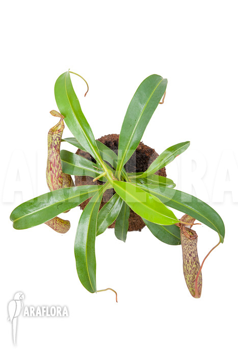 Nepenthes ‚Art Vogel‘