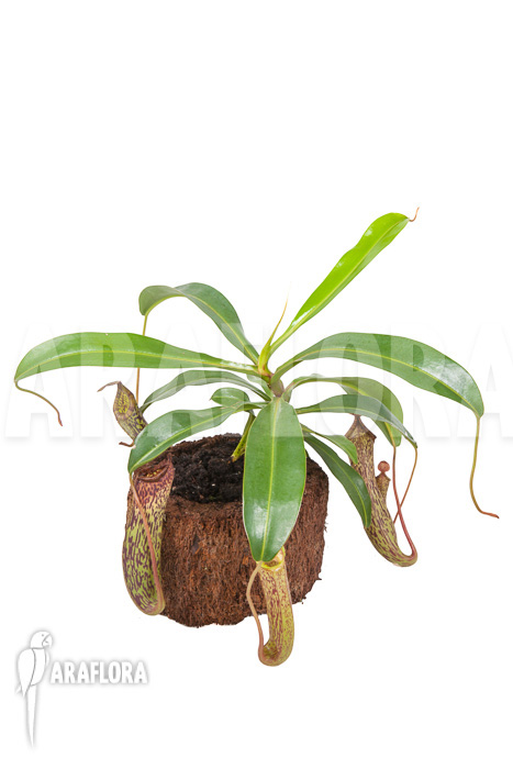 Nepenthes ‚Art Vogel‘