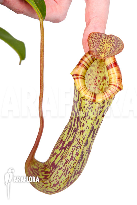 Nepenthes ‚Art Vogel‘