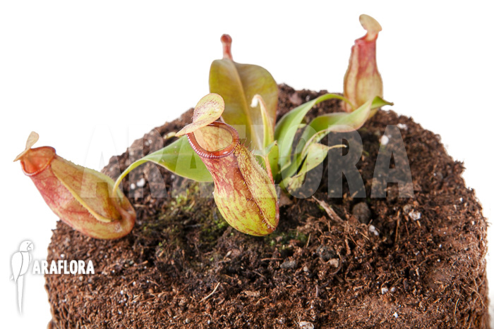 Nepenthes x ‚Gaya‘ ‚S‘