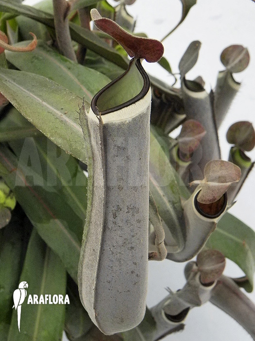 Nepenthes albo-marginata ‚Grey‘