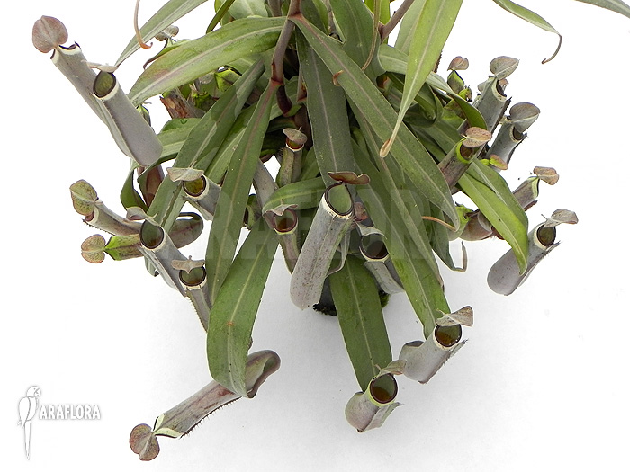 Nepenthes albo-marginata ‚Grey‘