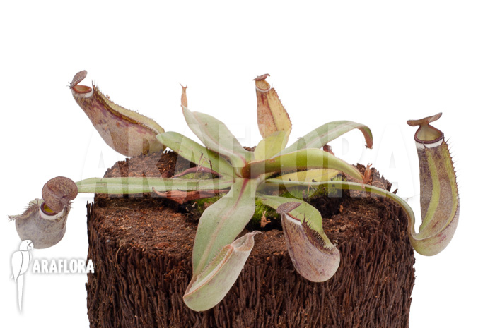 Nepenthes albo-marginata ‚Kuching spotted‘