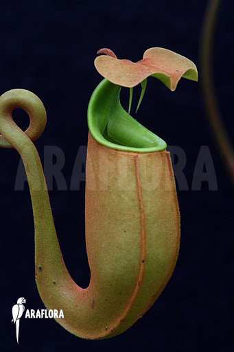 Nepenthes bicalcarata