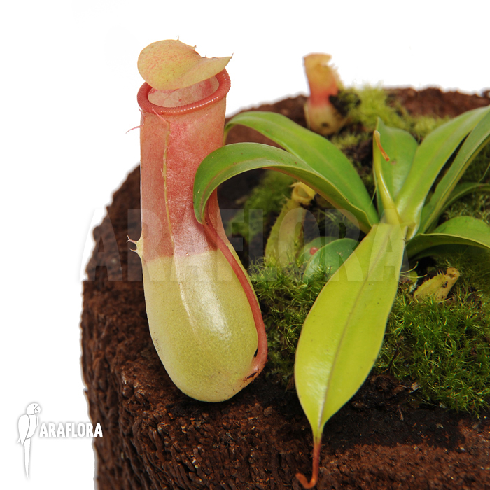 Nepenthes ventricosa ‚Alba‘ ‚M‘
