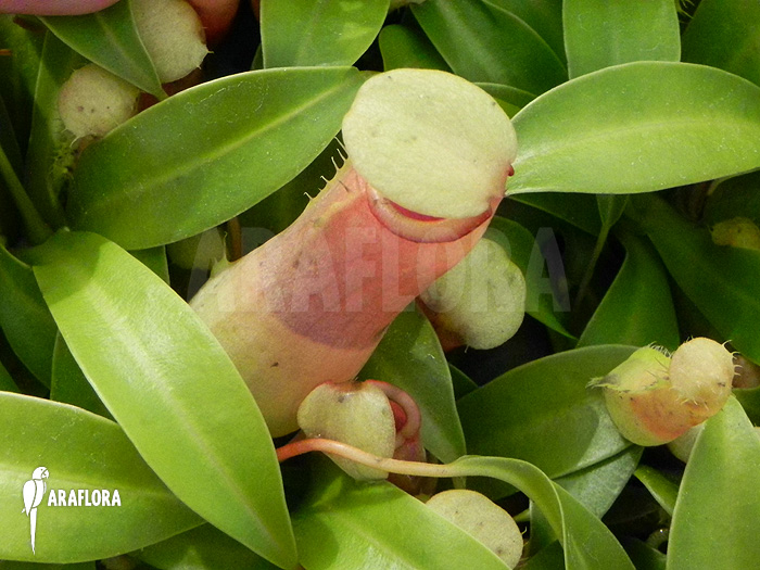 Nepenthes ventricosa ‚Alba‘ ‚S‘