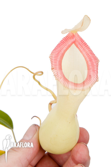 Nepenthes ventricosa ‚Porcelain‘ ‚Alba‘