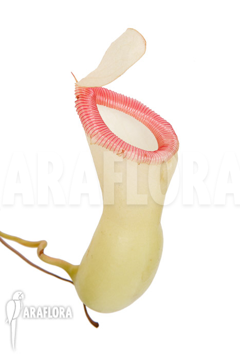 Nepenthes ventricosa ‚Porcelain‘ ‚Alba‘